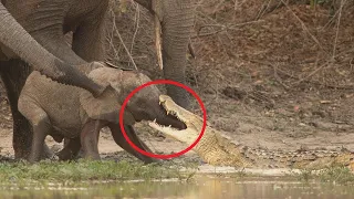 Крокодил схватил за хобот слоненка и хотел съесть. Но дальше случилось невероятное❗