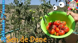 Saksıda Doğal Domates Yetiştirme (Baştan Sona) 🍅