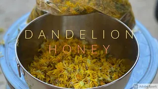 How to make Dandelion Honey