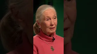 Jane Goodall Uncovers Shocking Truth About Chimpanzees You Wont Believe