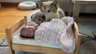 Adorable Dog Is Obsessed With His New Baby Brother! (Cutest Ever!!)