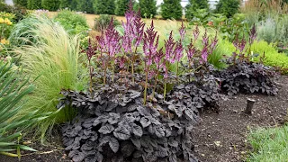 Coming 2023! New Perennials to try for Midsummer Impact | Walters Gardens