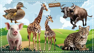 Discover the Fascinating World of Animal Sounds: Leopard, Buffalo, Giraffe, Pig, Duck