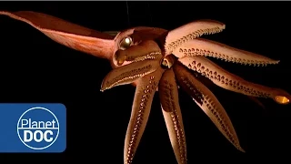 Proyecto Kraken. En busca del Calamar Gigante | Documental Completo - Planet Doc