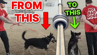 How to change the way your dog listens to you! Tom Davis Dog Training in Canada!