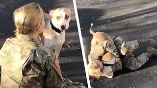 Le chien ne reconnaît pas sa maîtresse et ça lui brise le cœur. Ensuite, il y a un déclic.