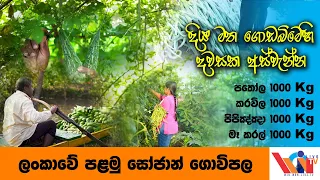 ලංකාවේ පළමු සොජාන් ගොවිපළ  |  මේ මැලේසියාව නෙවෙයි ලංකාව |  SriLankan Organic Farming