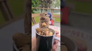 Meet Buddy The Chipmunk:  Cuteness Overload