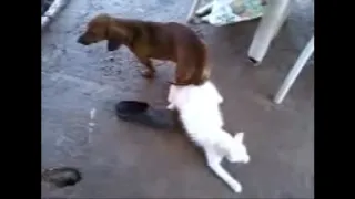 XNXC Dog mating with Cat, pig, goat, chicken...and other animals