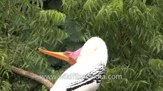 Stork turns head rakishly upside down, while preening!