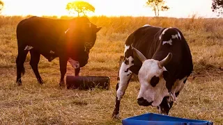 Visitando a Cia de Rodeio É O BICHO