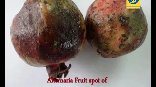 ' कोरडवाहू फळ पिकांमध्ये किड व रोग व्यवस्थापन '