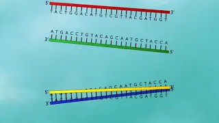 DNA Probe   DNA hybridization HD Animation