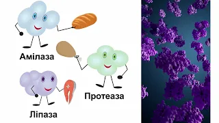 Ферменти в процесах Метаболізму Біологія