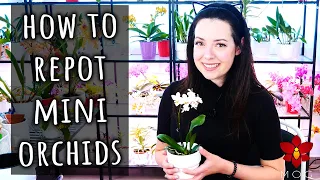 How to repot a Mini Phalaenopsis Orchid - Detailed guide | Orchid Care for Beginners