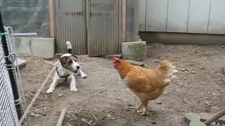Jack russell terrier vs Chicken：LOLO vs Kung fu chicken