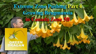 Extreme Zone Pushing Part 4 Brugmansia Growing In Canada Zone 5B in 4K