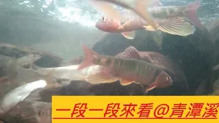 一段一段來看  #青潭溪