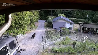 Black bear chases fawn in Halfmoon Bay, B.C.