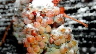 Обратные заморозки и виноград: решение