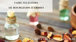 Préparer ses élixirs de bourgeons d'arbres