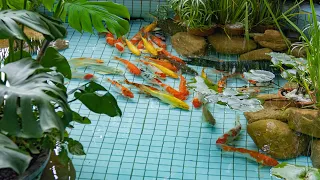 KOI FISH POND DAILY INSPECTION