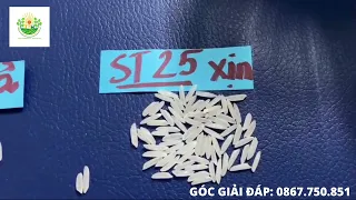 Góc Review về Gạo ST25 - Chuyện giờ mới kể !