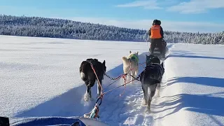 5-day husky tour in Lappland, 2019