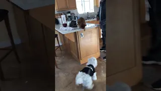 Cat on Counter Slaps Westie Dog || ViralHog