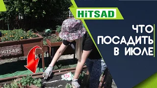 Что посадить в ИЮЛЕ ✔️ 100% Урожай ✔️ Советы от  Хитсад ТВ