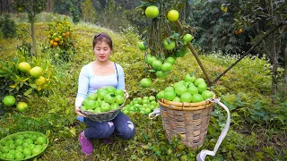 Harvesting Green Oranges Go To Market Sell - Buy Chicks To Raise - OFF GRID FARM | Nhất New Life