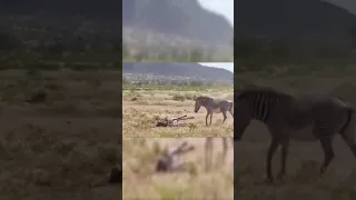 mother zebra try to save her baby zebra : lion vs zebra