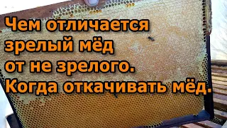 Чем отличается зрелый мёд от не зрелого. Когда откачивать мёд.