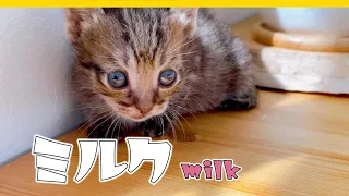 【子猫】ミルクでおなかが220％大きくなりました【保護猫生活14日目】