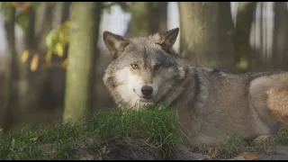 wolf video wallpaper - grey wolf wallpaper