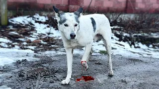 Нашёл ГОЛОДНУЮ и РАНЕНУЮ СОБАКУ на улице