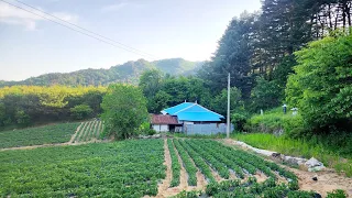 정선 시골마을 참 궁금한 빈집이 한채가 그냥 방치되고 있네요/집은참 좋은데 아깝네요