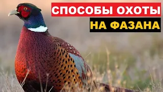 🍀ЭФФЕКТИВНЫЕ СПОСОБЫ ОХОТЫ ФАЗАНА!