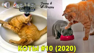 КОТЫ 2020 Смешные Коты 2020 Приколы С Кошками и Котами Funny Cats
