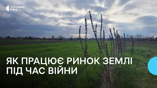 Земельна реформа: як змінилась ціна сільськогосподарської землі у війну і які перспективи