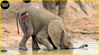 Injured Baby Elephant And What Happened Next In The Harsh Wild