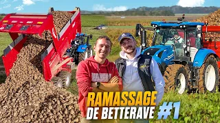 RAMASSAGE DE BETTERAVE ! CAMPING A LA FERME #1