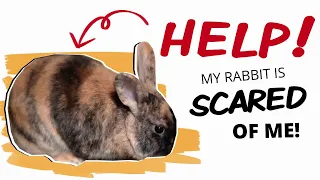 How to Befriend a Rabbit Who's Scared of You