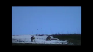 Шаройский госзаказник касули в Хашалдой весной