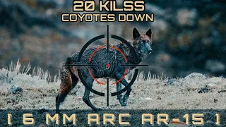 20 Kilss coyotes best of all time [ 6 mm arc ar-15 ]