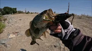 Bass fishing in the delta from the bank using topwater frog