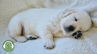 Sleeping Music for Dogs - Relaxing Music to Help Your Dog Sleep, Stress Relief Music.