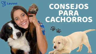 5 CONSEJOS PARA CACHORROS - Lauvet