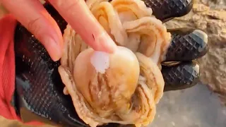 Xiaozhang Caught OCTOPUS Under Rocks, It Was So Delicious When Cooked(Catch the sea）