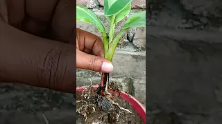 Grow banana tree from banana with onion🍌🍌#shorts